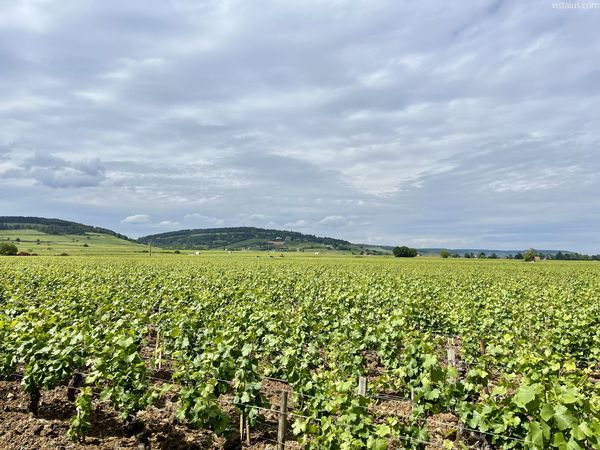 Sur la Route des Grands Crus à Beaune, Bourgogne-Franche-Comté - été 2022